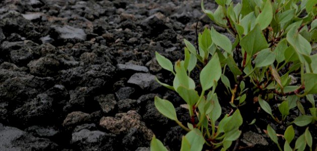 معلومات عن التربة البركانية