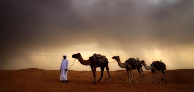 معلومات عن الجمل للأطفال معلومات عن الجمل للأطفال