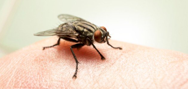 معلومات عن الذبابة معلومات عن الذبابة
