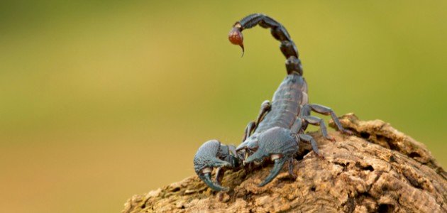معلومات عن العقرب معلومات عن العقرب