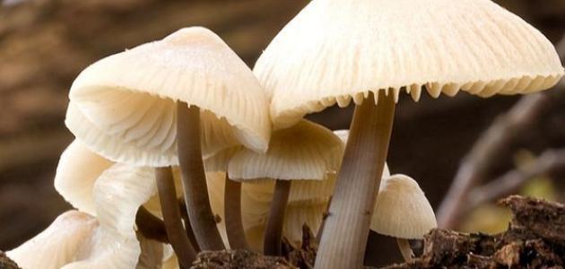 معلومات عن الفطريات معلومات عن الفطريات