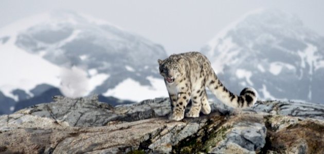 معلومات عن الفهد الثلجي