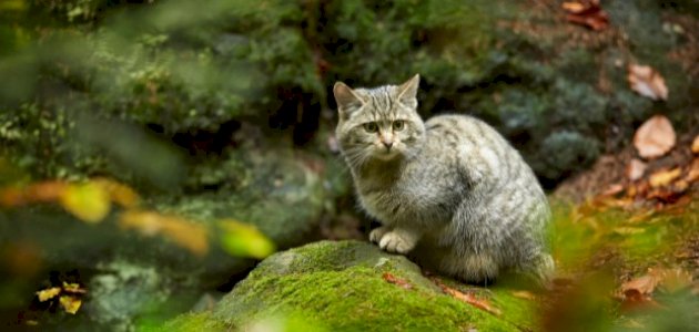 معلومات عن القطط البرية وأنواعها