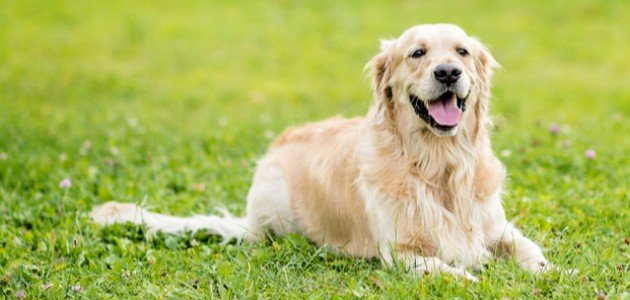 معلومات عن الكلاب معلومات عن الكلاب