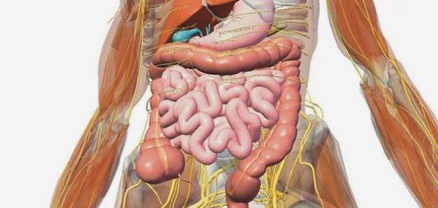 معلومات عن جسم الإنسان معلومات عن جسم الإنسان