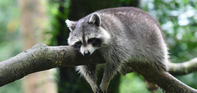 معلومات عن حيوان الراكون معلومات عن حيوان الراكون