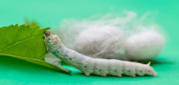 معلومات عن دودة القز