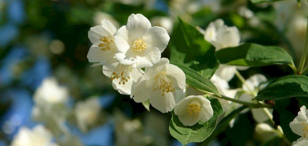 معلومات عن زهرة الياسمين معلومات عن زهرة الياسمين