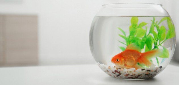 معلومات عن سمك الزينة معلومات عن سمك الزينة