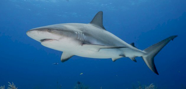 معلومات عن سمك قرش معلومات عن سمك قرش
