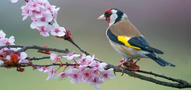 معلومات عن طائر الحسون معلومات عن طائر الحسون