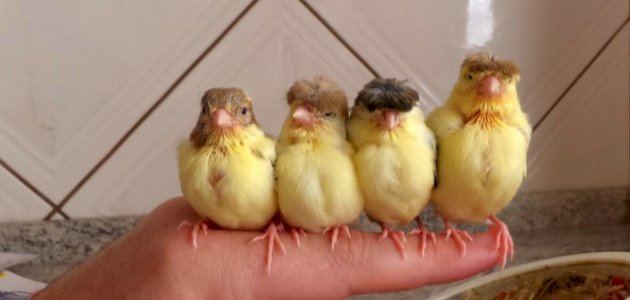 معلومات عن طائر الكناري جلوستر