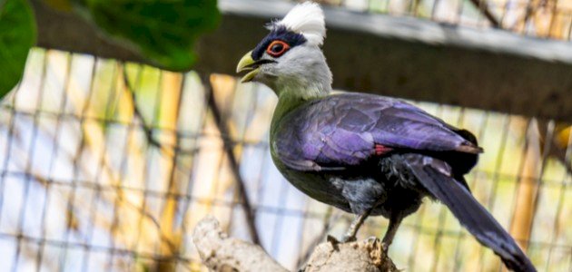 معلومات عن عالم الطيور والحشرات