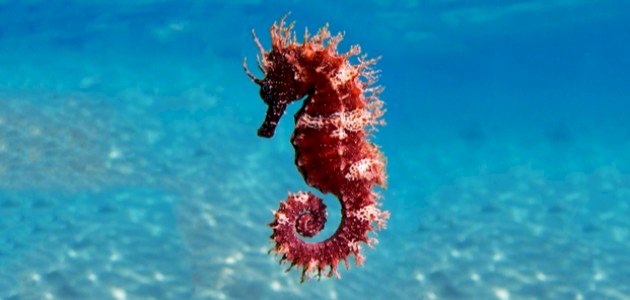 معلومات عن فرس البحر معلومات عن فرس البحر