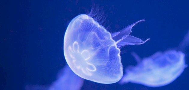 معلومات عن قنديل البحر معلومات عن قنديل البحر