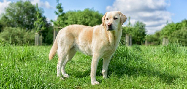 معلومات عن كلب لابرادور ريتريفر معلومات عن كلب لابرادور ريتريفر