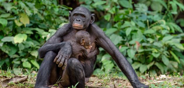 معلومات غريبة عن القرود معلومات غريبة عن القرود