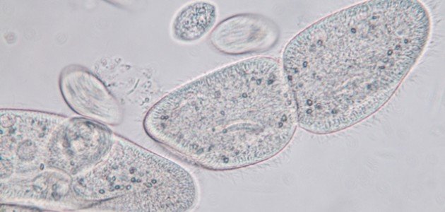 مفهوم الانشطار الثنائي