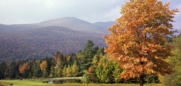 مفهوم التجديد في الشعر العربي