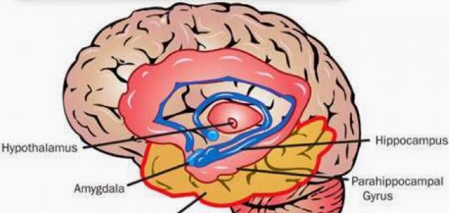 مكان الذاكرة في الدماغ مكان الذاكرة في الدماغ