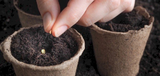 مكونات جنين البذرة مكونات جنين البذرة