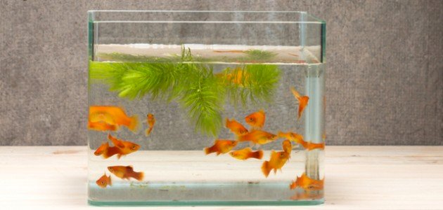 مكونات حوض السمك