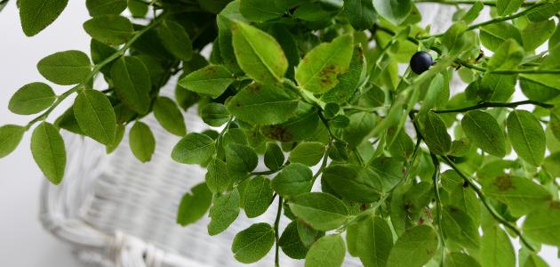 مكونات شاي المورينجا للتخسيس