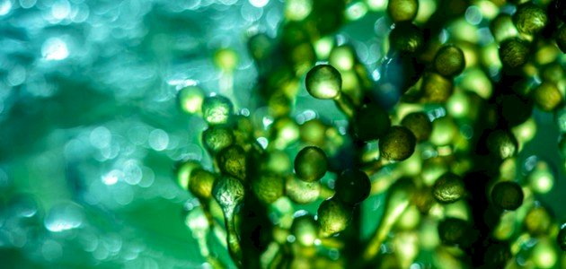 مملكة الطلائعيات مملكة الطلائعيات