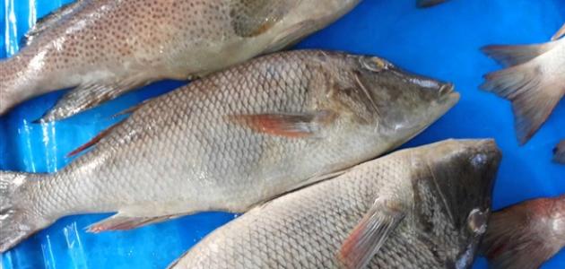 من أنواع السمك