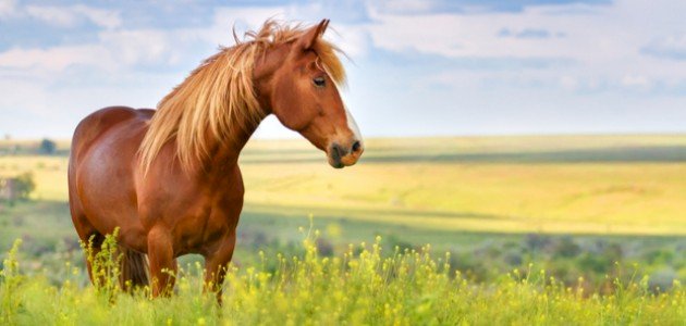 من أول من ركب الخيل