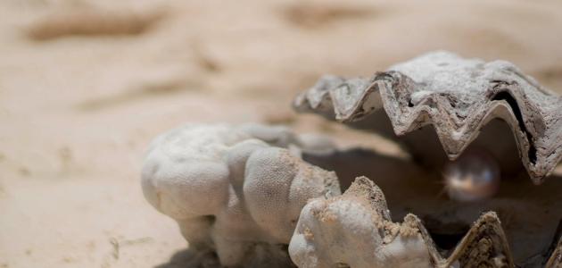 من أين يستخرج اللؤلؤ والمرجان من أين يستخرج اللؤلؤ والمرجان