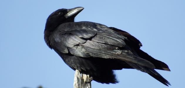 من الذي علم الإنسان الدفن من الذي علم الإنسان الدفن