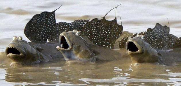 من عجائب خلق الله في الكون