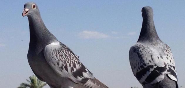 مواصفات الحمام الزاجل مواصفات الحمام الزاجل