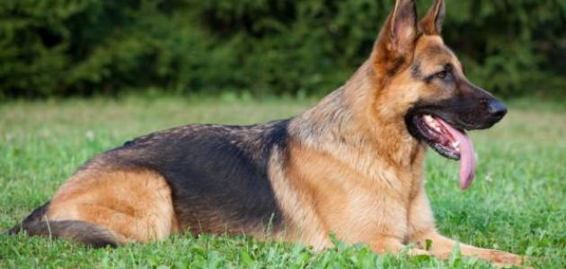 مواصفات كلاب الولف مواصفات كلاب الولف