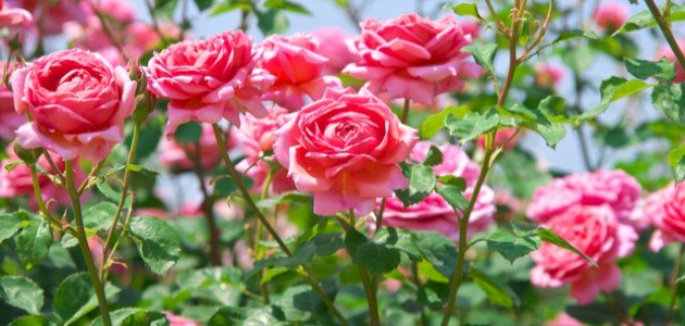 موضوع تعبير عن الزهور موضوع تعبير عن الزهور