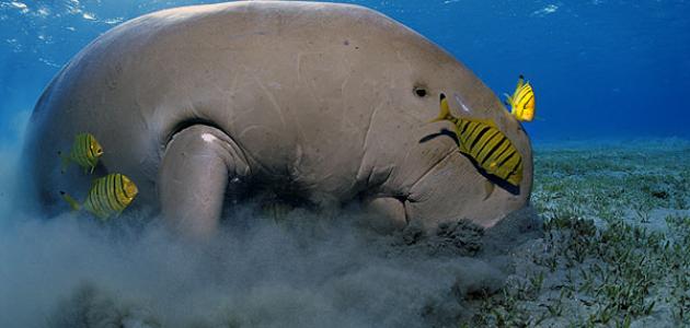 موضوع عن حيوانات البحر