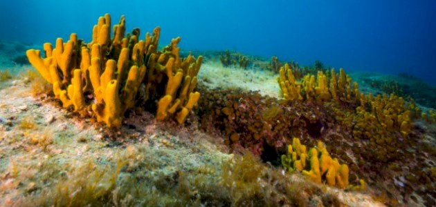 نبذة عن إسفنج البحر نبذة عن إسفنج البحر