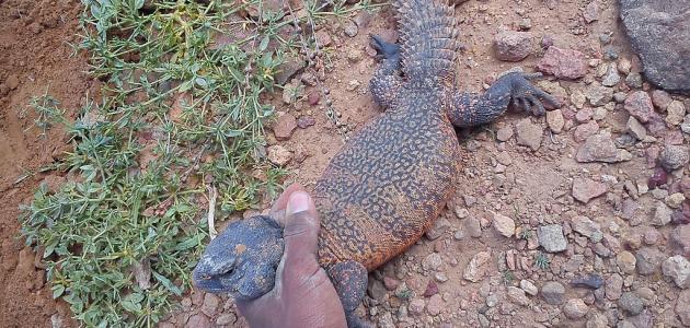 هل أكل الضب حلال أم حرام هل أكل الضب حلال أم حرام