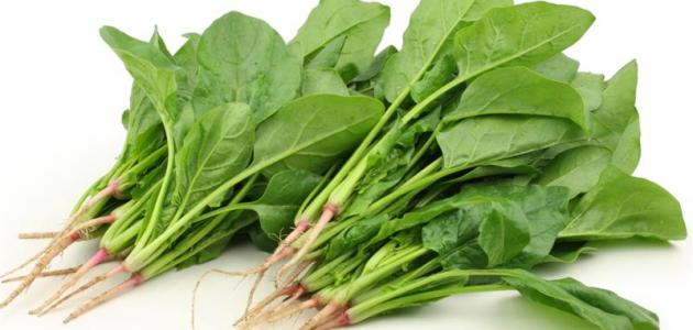 هل السبانخ تؤكل نيئة هل السبانخ تؤكل نيئة