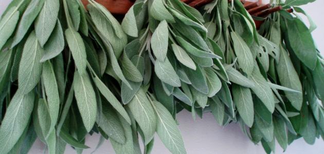 هل الميرمية ترفع ضغط الدم هل الميرمية ترفع ضغط الدم