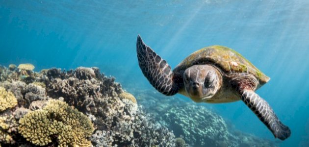 هل تعلم عن الحيوانات البحرية هل تعلم عن الحيوانات البحرية