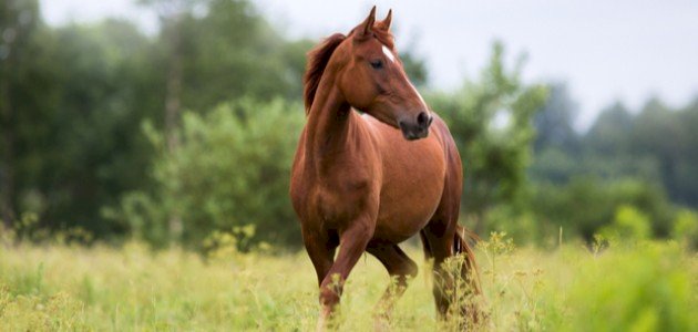 هل حلال أكل لحم الحصان هل حلال أكل لحم الحصان