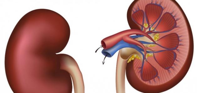 هل يعيش الإنسان بكلية واحدة