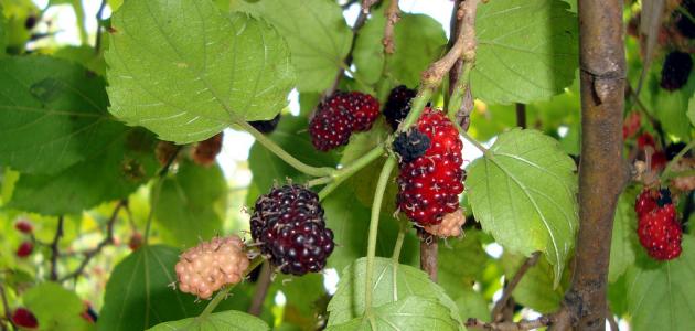 هل يوفر ورق التوت فوائد للشعر الأبيض؟ هل يوفر ورق التوت فوائد للشعر الأبيض؟