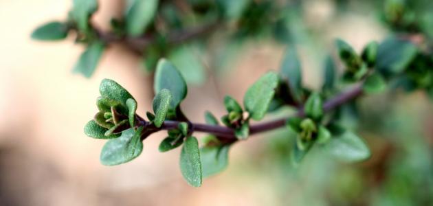 وصفات الزعتر للتنحيف وصفات الزعتر للتنحيف