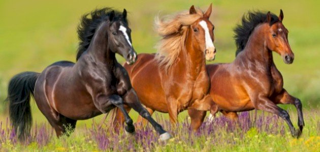 وصف الخيل في الشعر الجاهلي