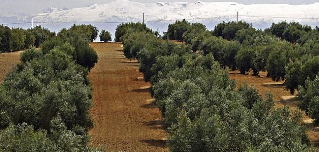 صورة كيفية زراعة أشجار الزيتون