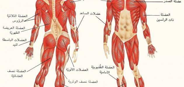 صورة أنواع العضلات