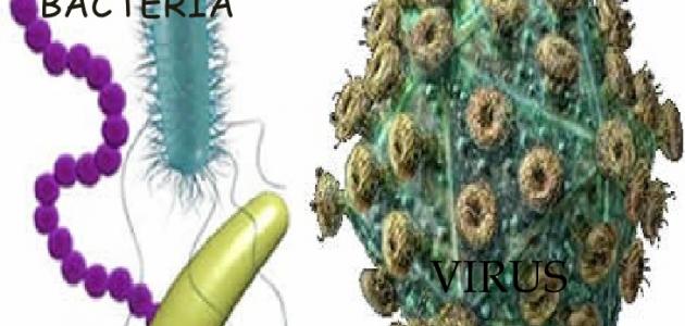 صورة الفرق بين البكتيريا والفيروس